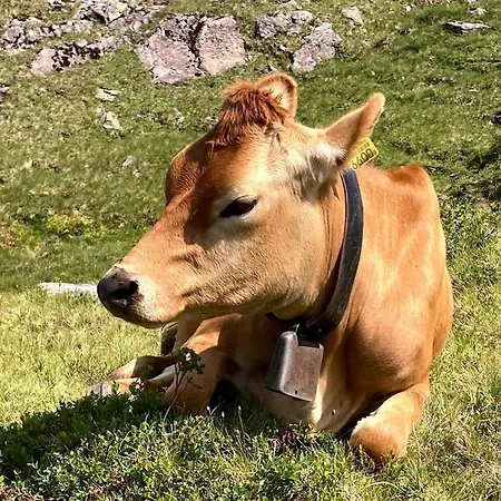 Cafrida